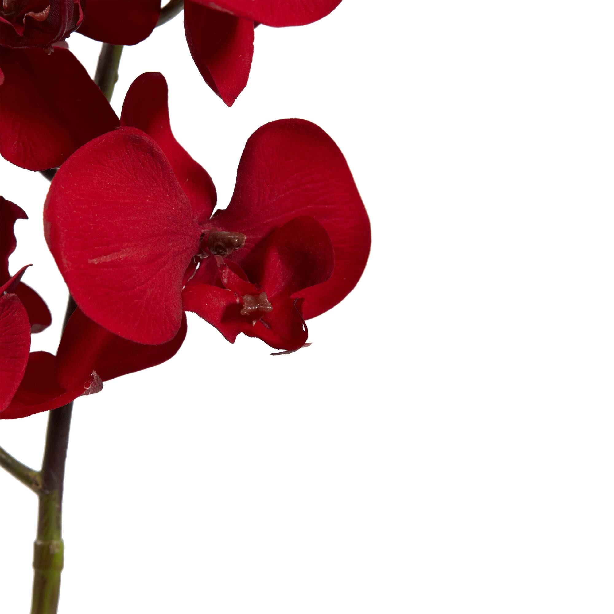Christmas Red Moth Orchid Pick, 4ct.